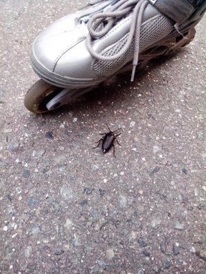 Встречи на дорогах Москвы и МО