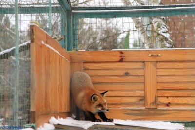 Встреча первого снега в Орле 29.11.2014