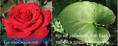 [ ::: ]